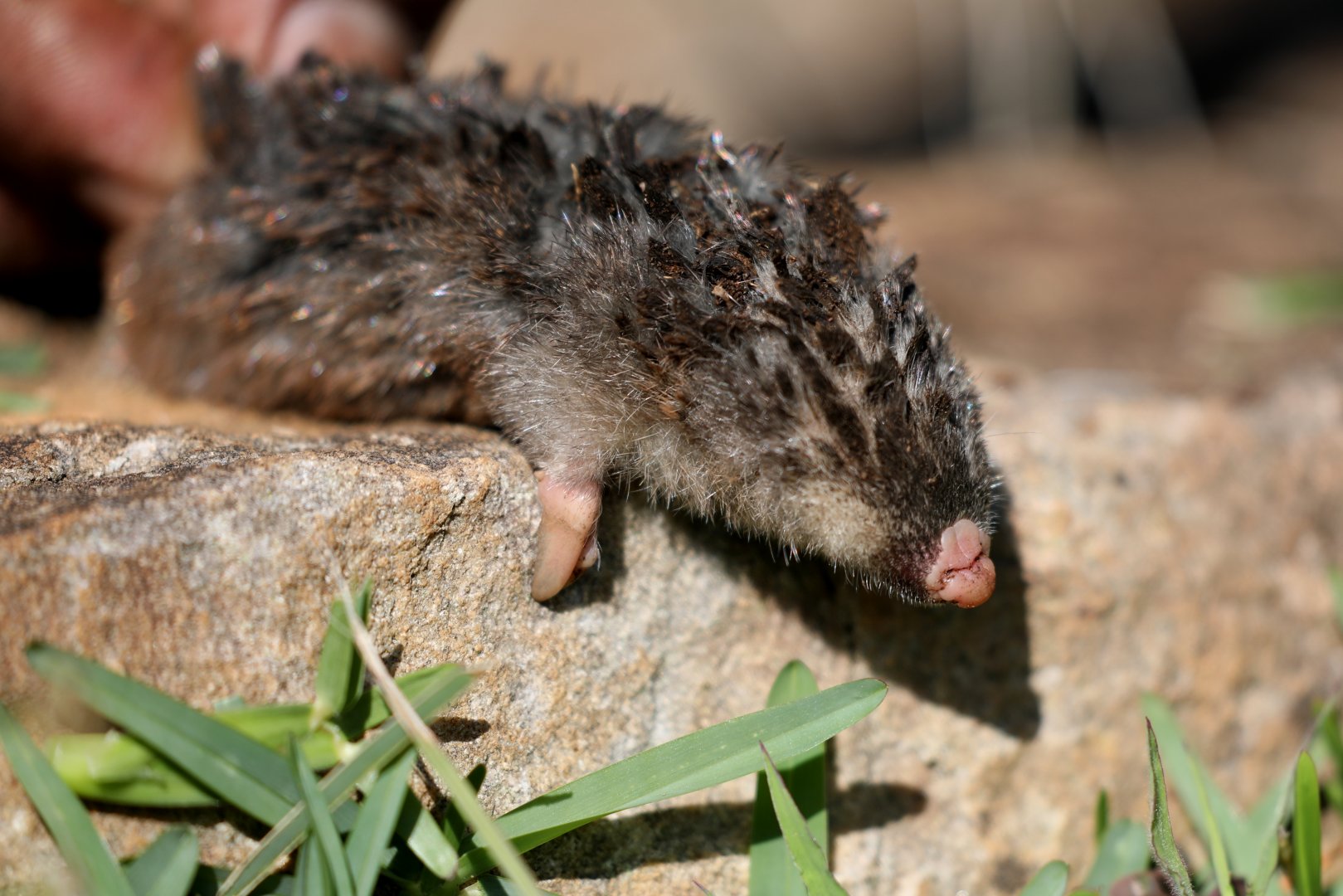 Cape golden mole (Chrysochloris asiatica)