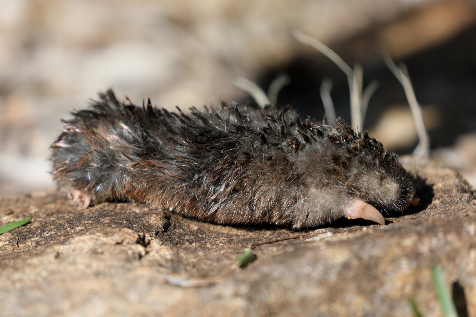 Cape golden mole (Chrysochloris asiatica)