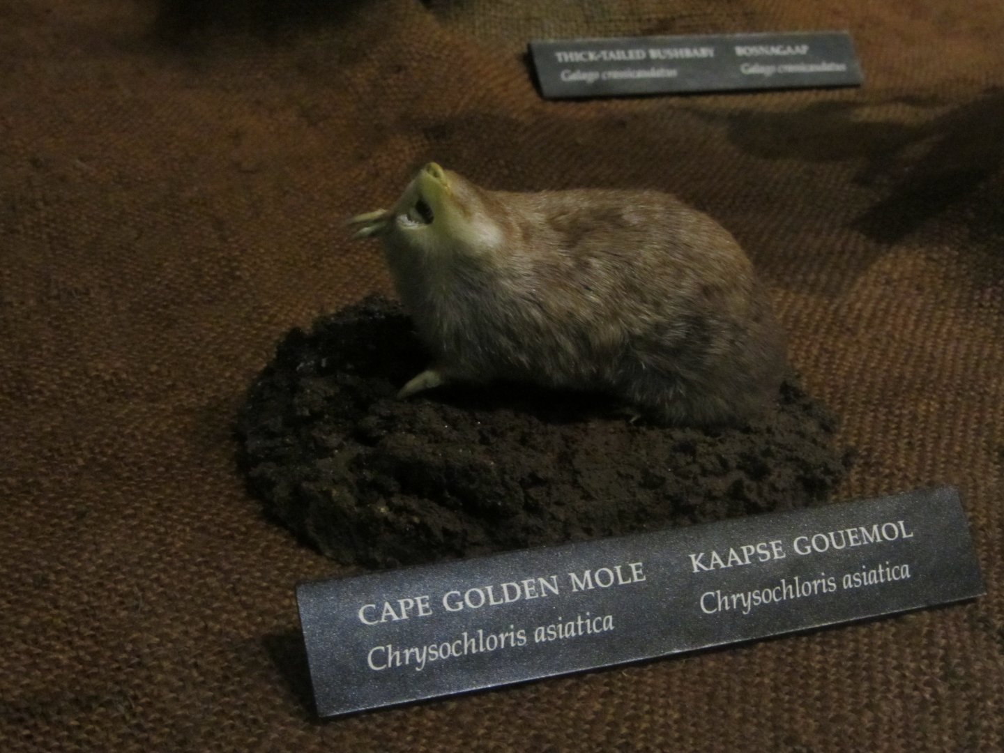 Cape Golden Mole Mount