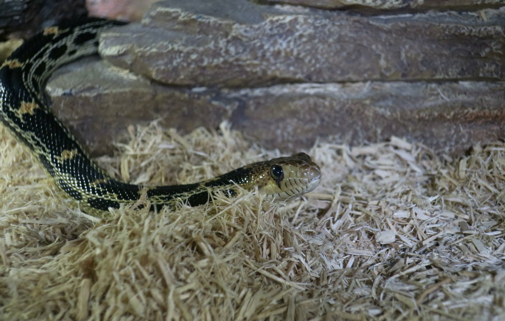 Cape Gopher Snake (Pituophis vertebralis)