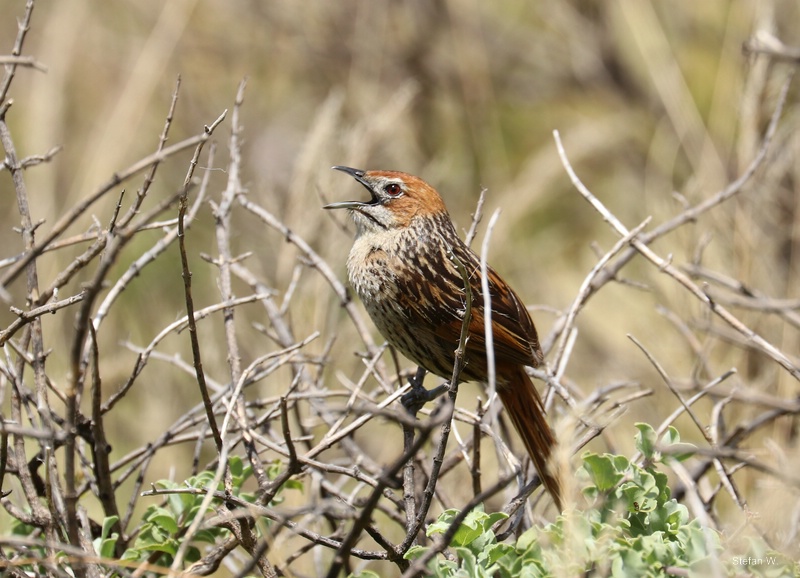 cape grassbird (Sphenoeacus afer)