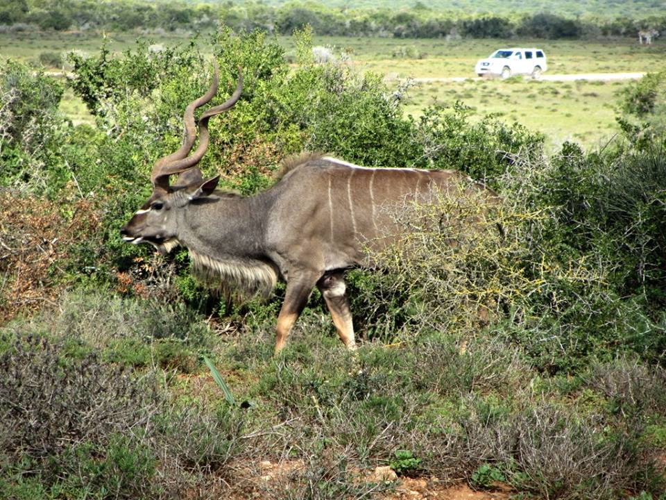 Cape Greater Kudu Bull
