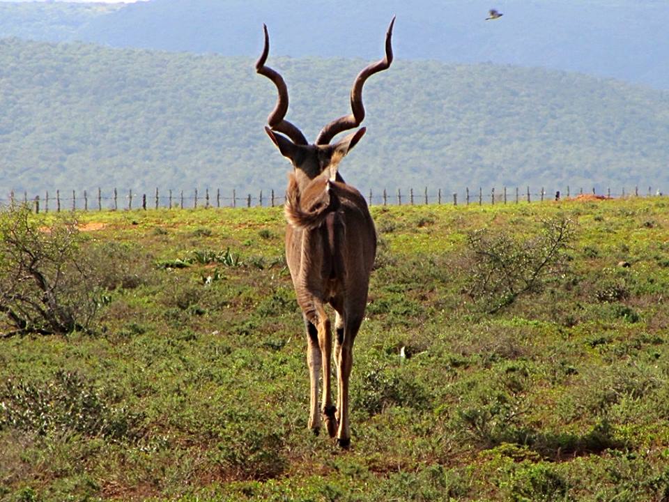 Cape Greater Kudu Bull