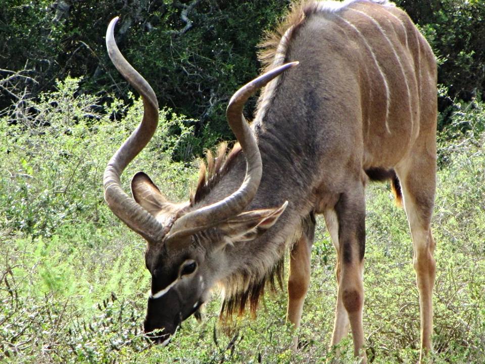 Cape Greater Kudu Bull