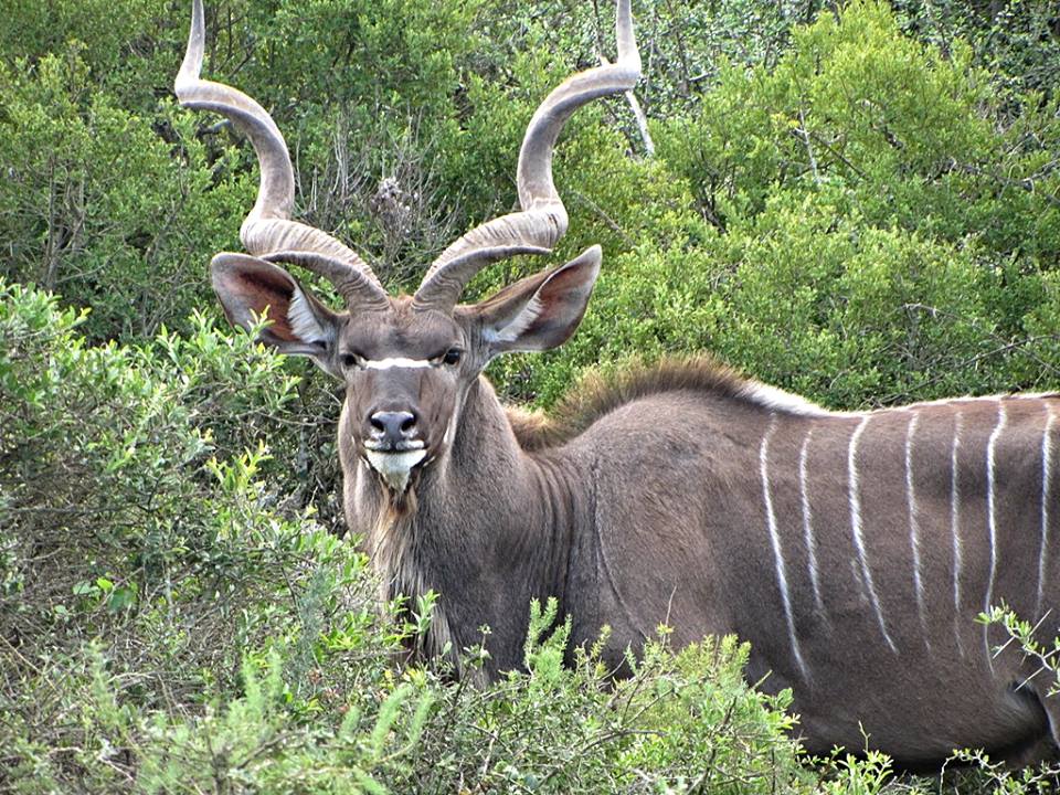 Cape Greater Kudu Bull
