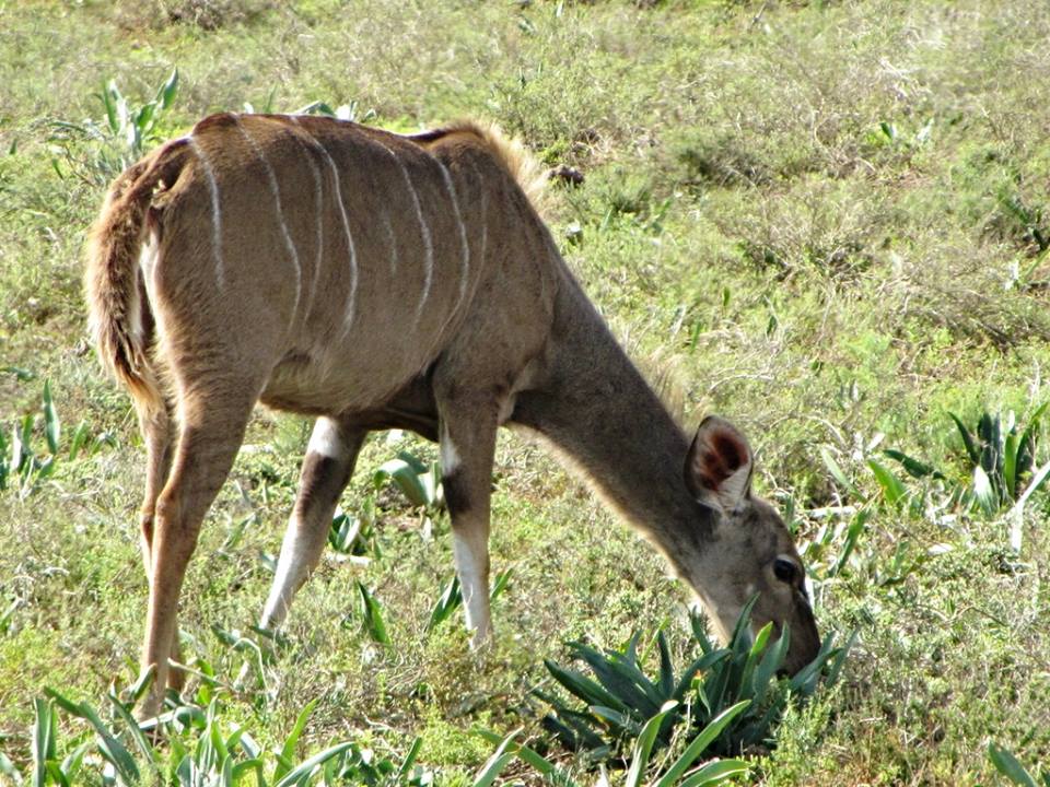 Cape Greater Kudu Cow