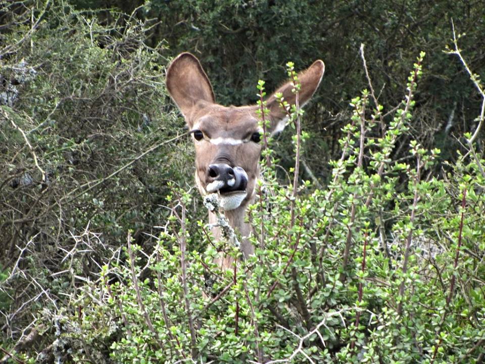 Cape Greater Kudu Cow