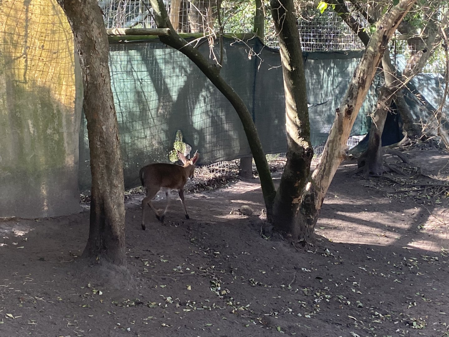 Cape Grey Duiker