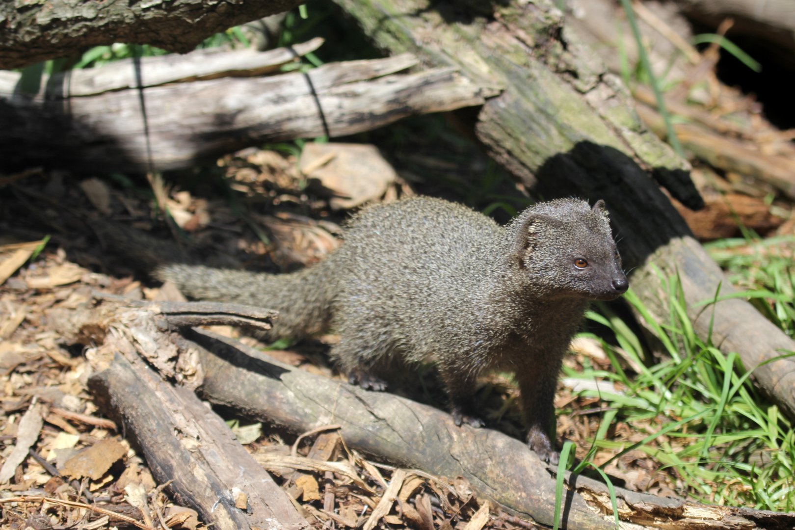 Cape grey mongoose (Galerella pulverulenta)