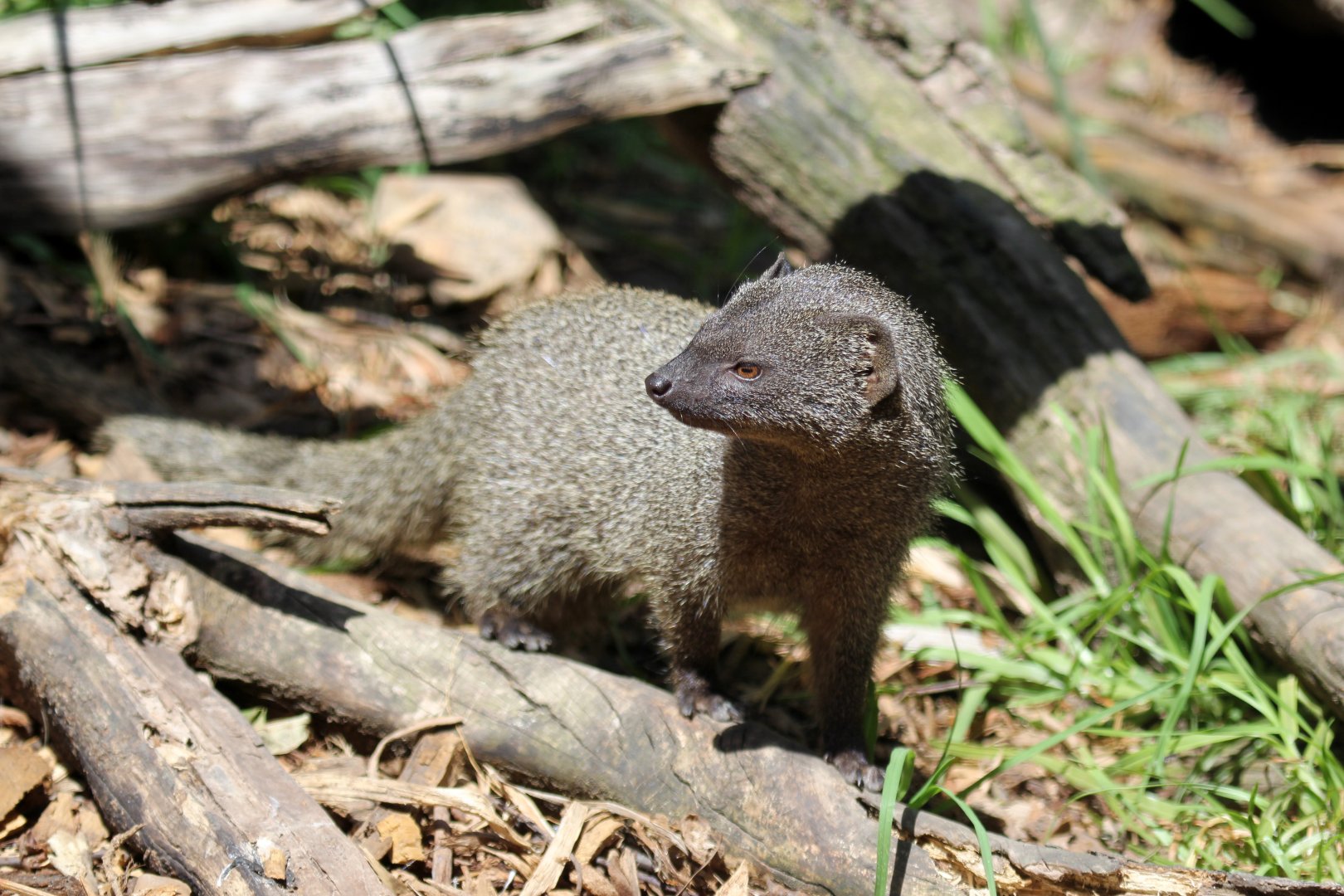 Cape grey mongoose (Galerella pulverulenta)