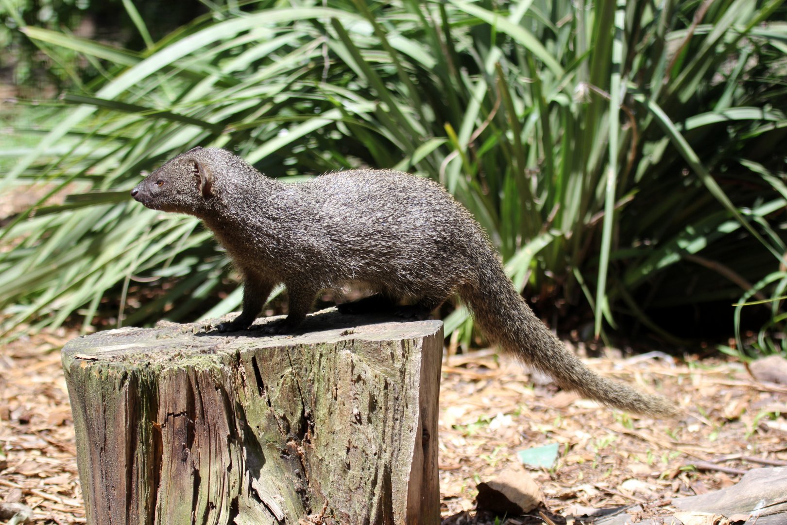 Cape grey mongoose (Galerella pulverulenta)