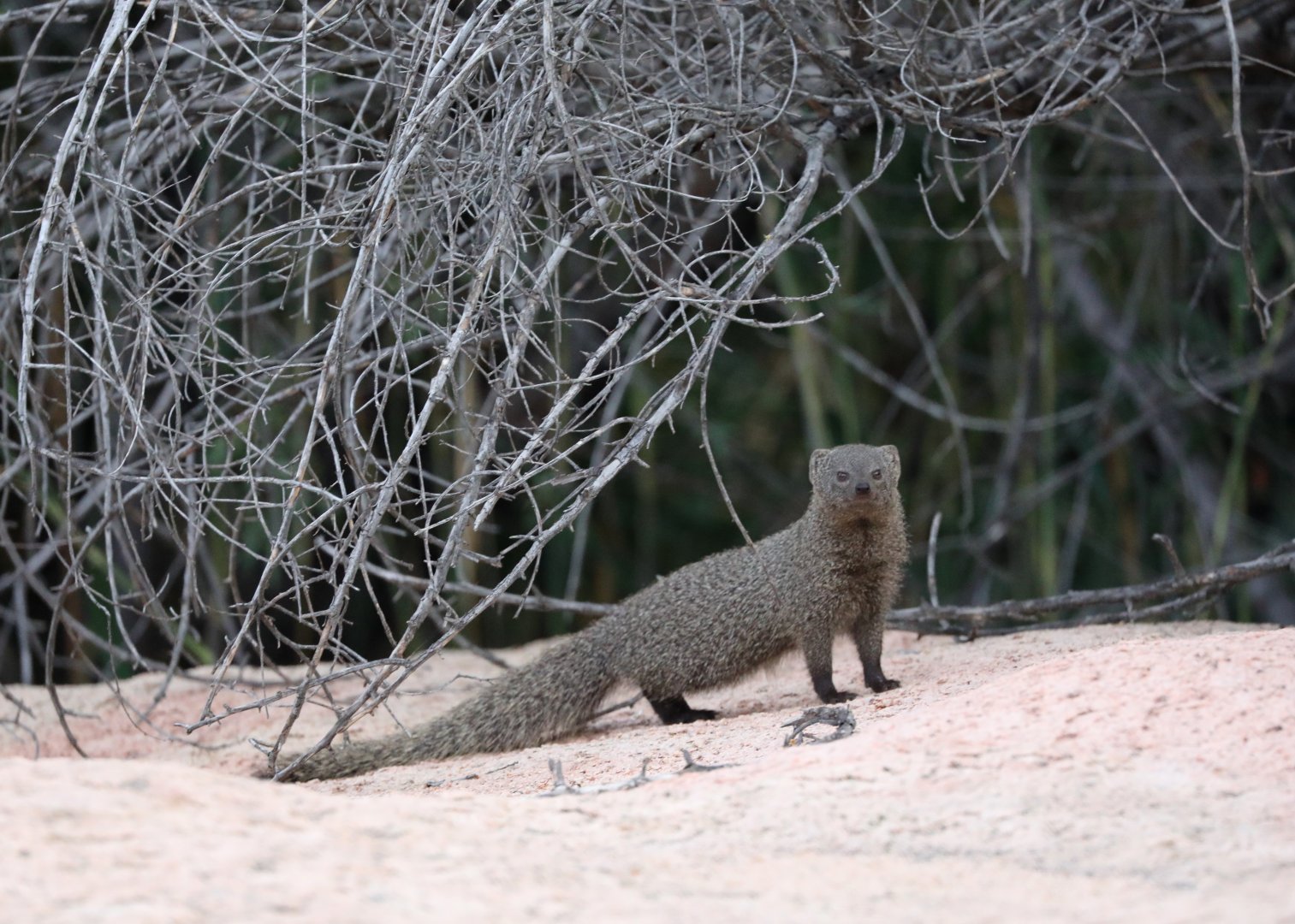Cape grey mongoose (Herpestes pulverulentus)