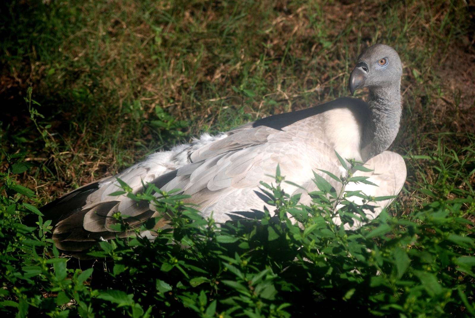 Cape Griffon Vulture at St. Augustine, 11/10/13