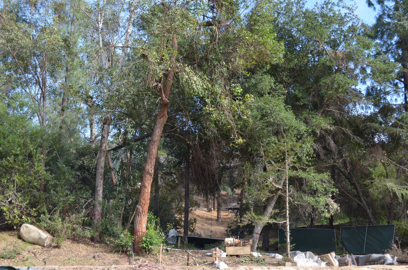 Cape Griffon Vulture Aviary