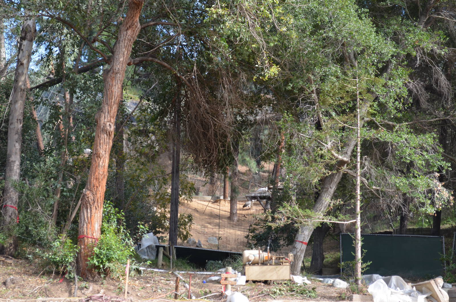 Cape Griffon Vulture Aviary