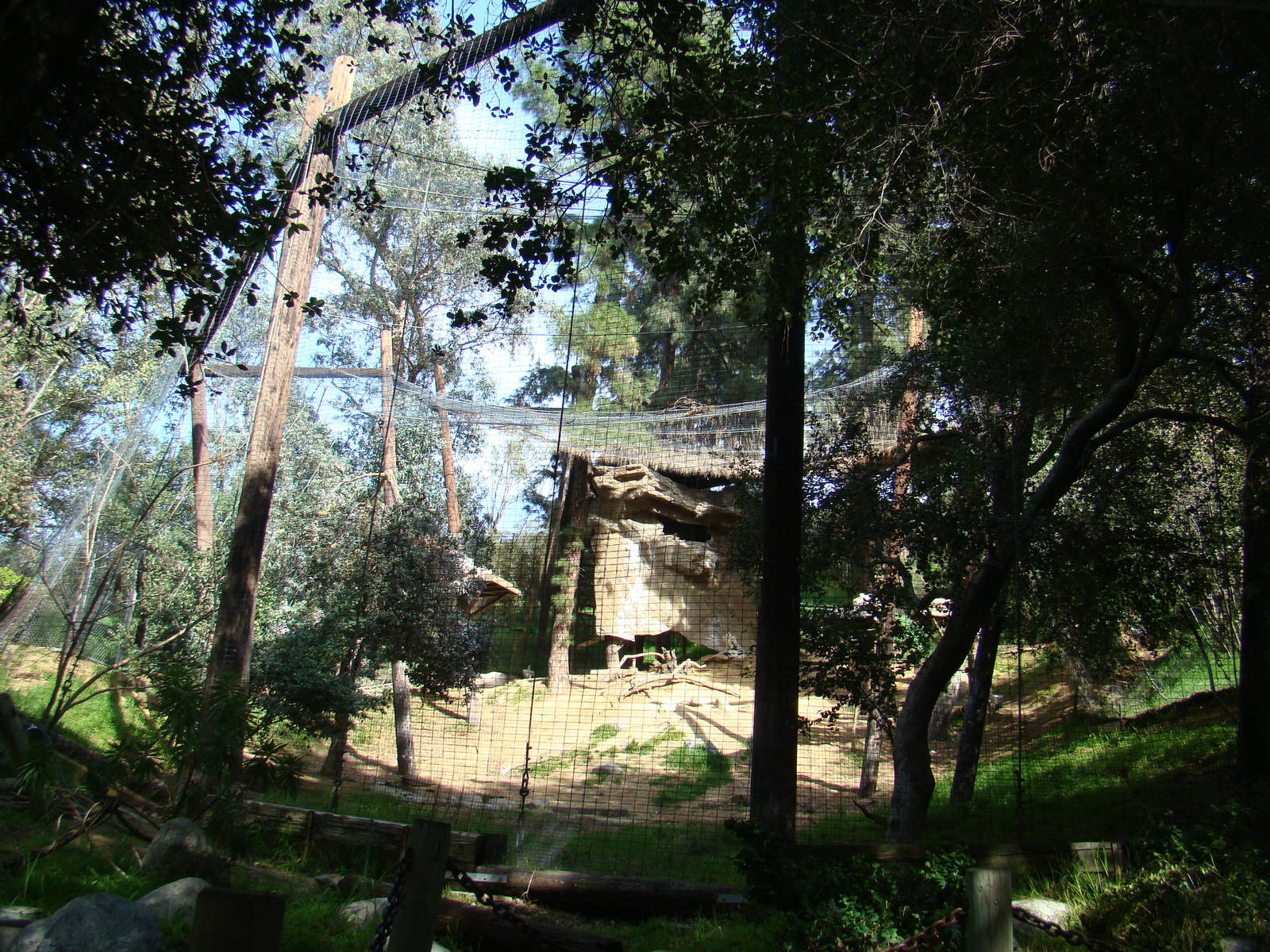 Cape Griffon Vulture aviary