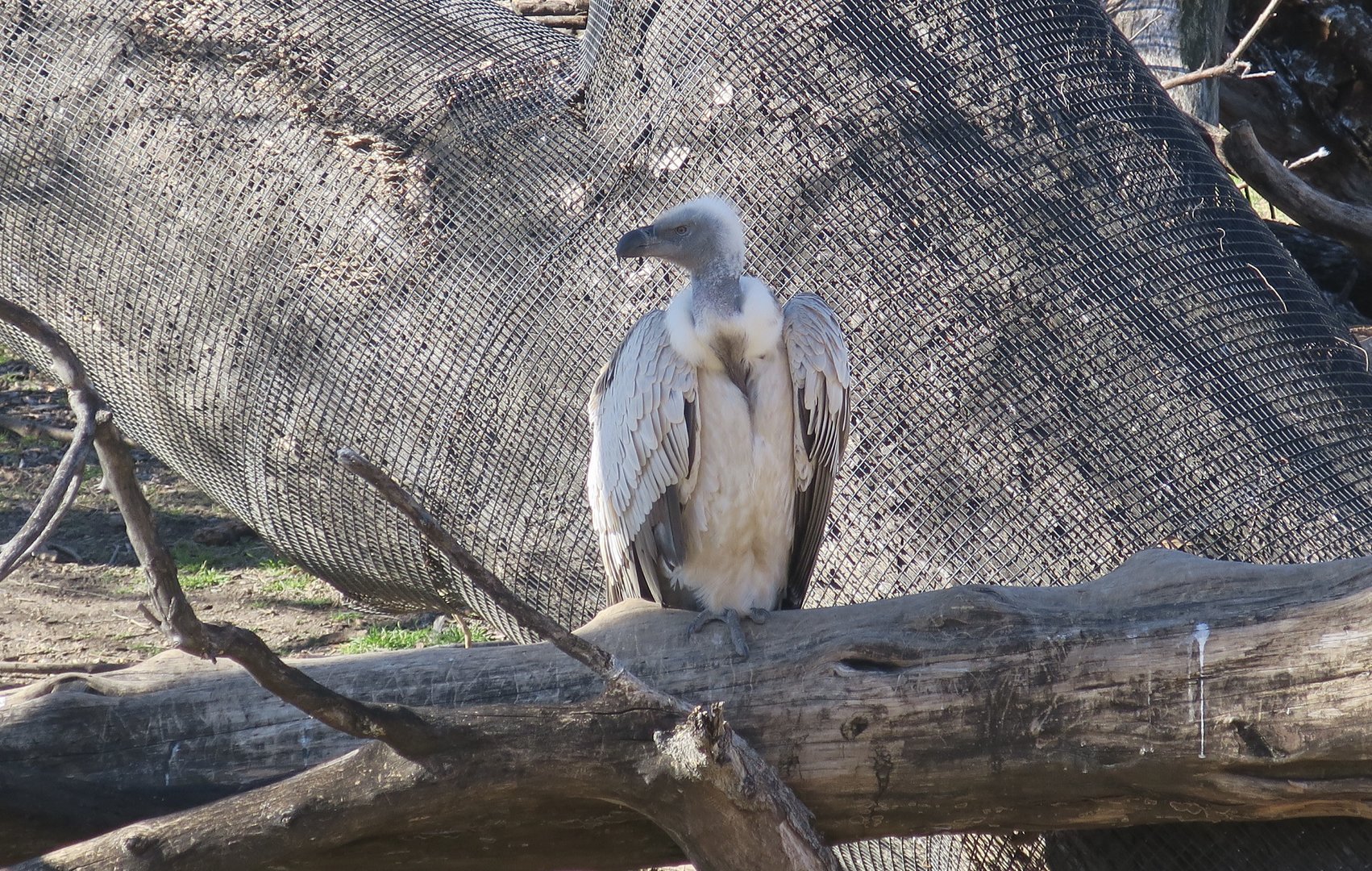 Cape Griffon Vulture (Gyps coprotheres)