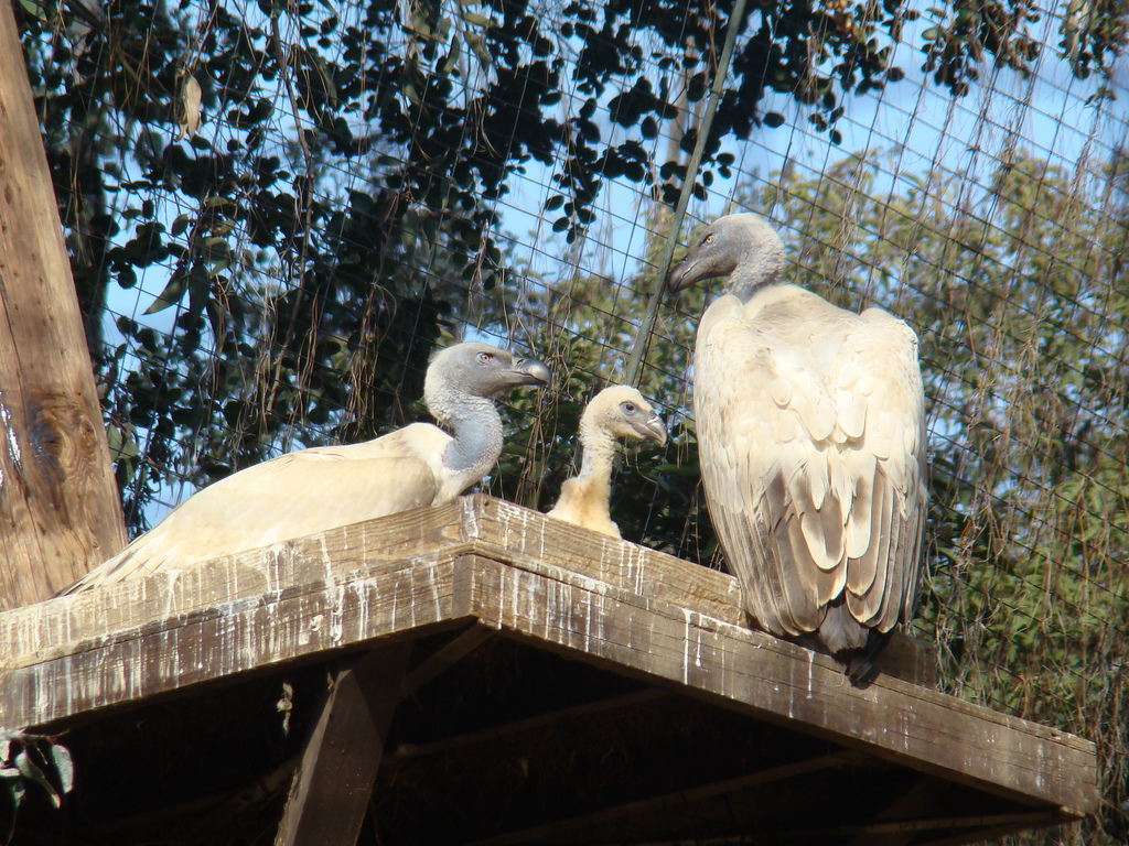 Cape Griffon Vulture pair with chick