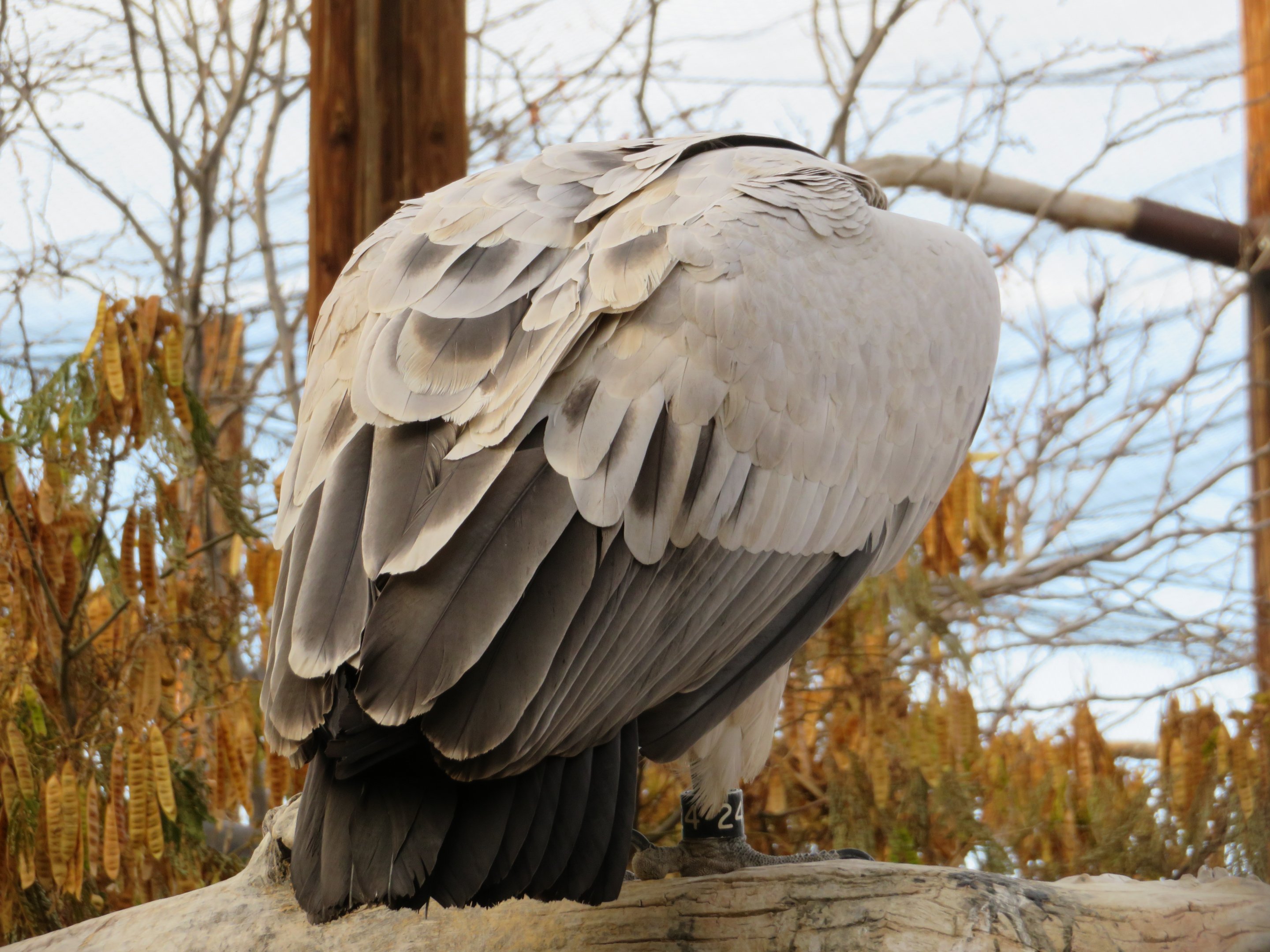 Cape Griffon Vulture