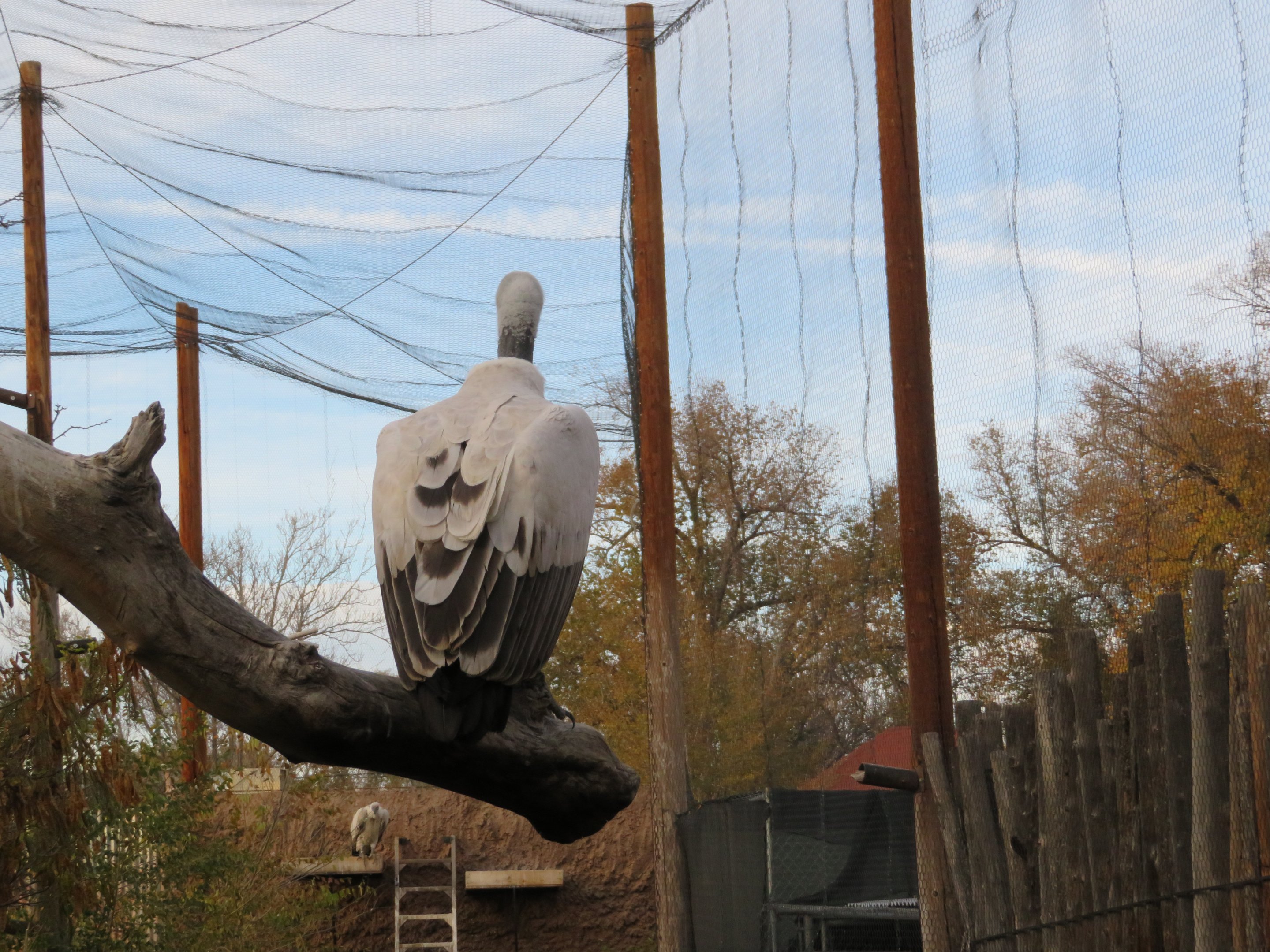 Cape Griffon Vulture