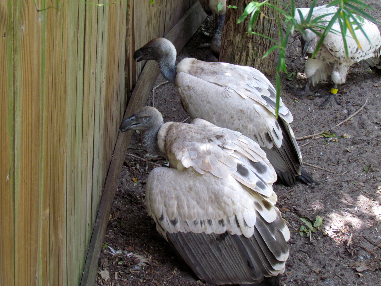 Cape Griffon Vultures