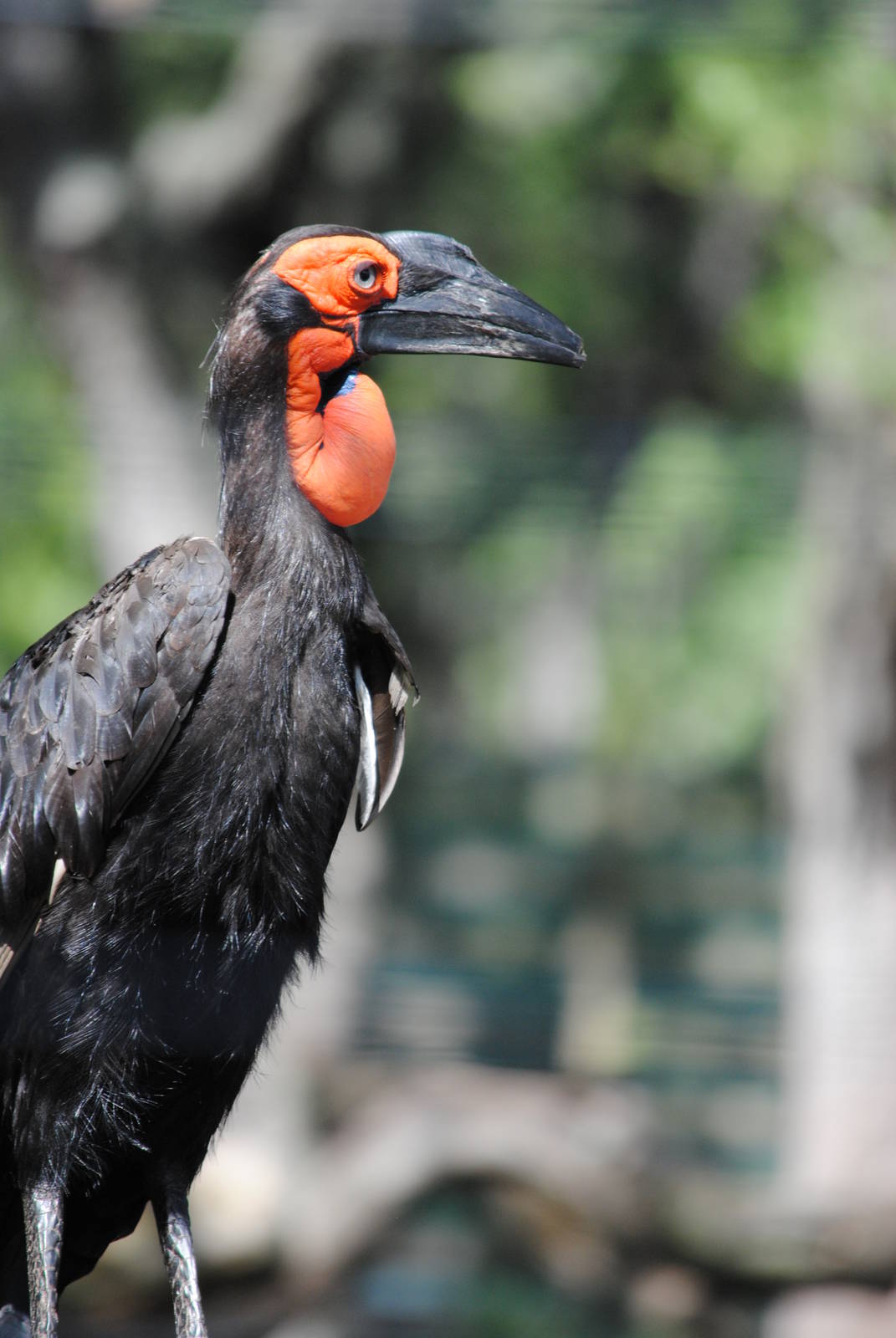 Cape Ground-Hornbill