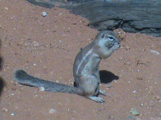 cape ground squirrel 140911