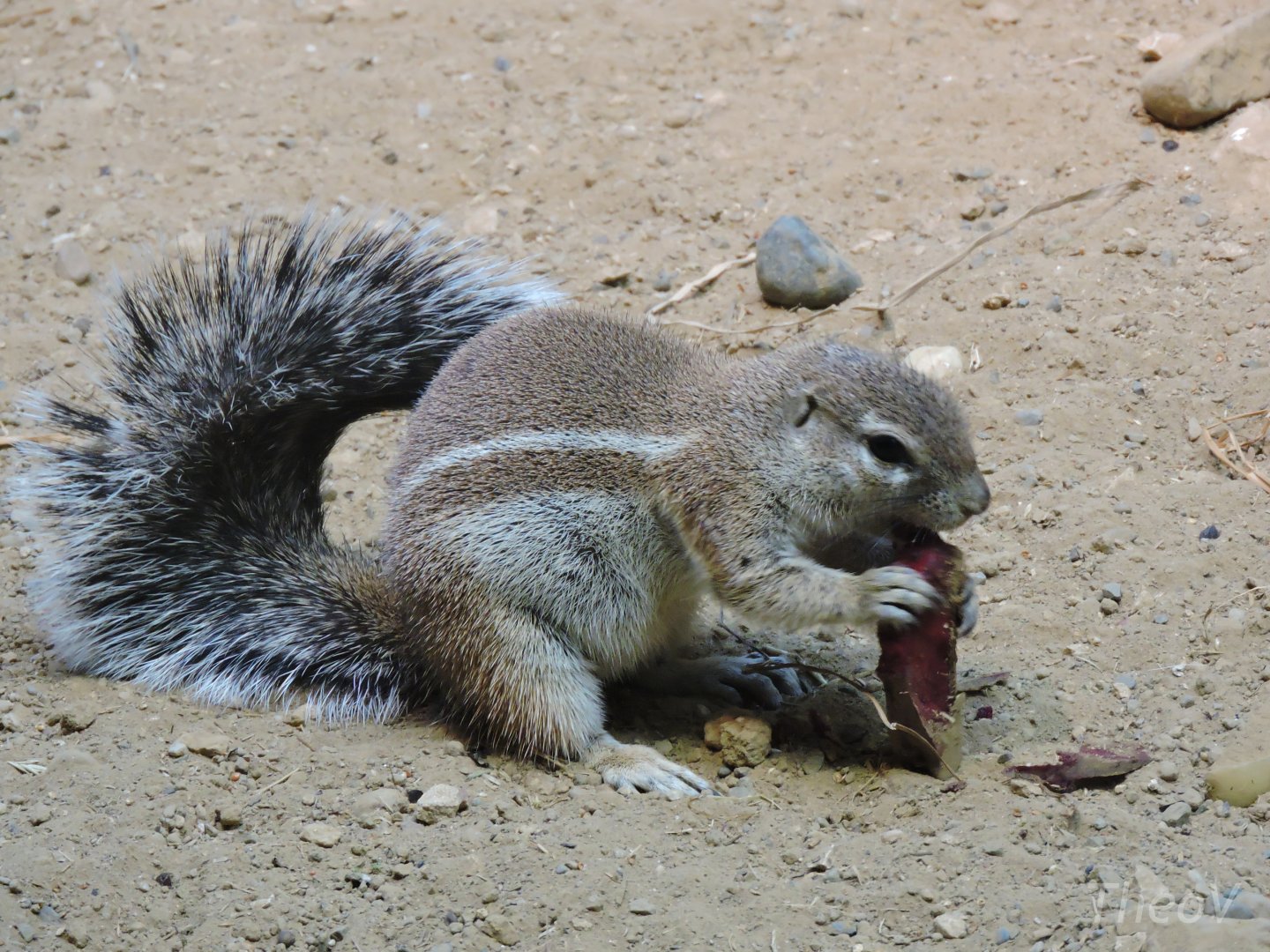 Cape ground squirrel [2016]