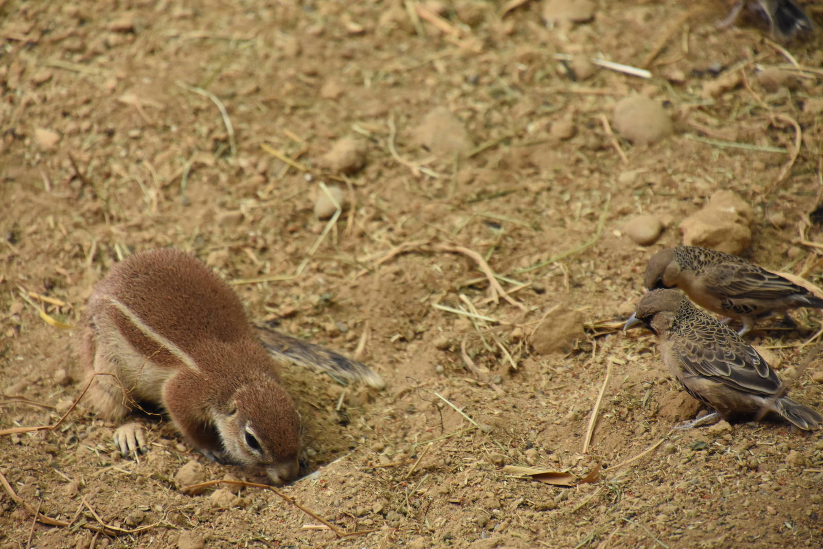 Cape ground squirrel and curious Sociable weavers