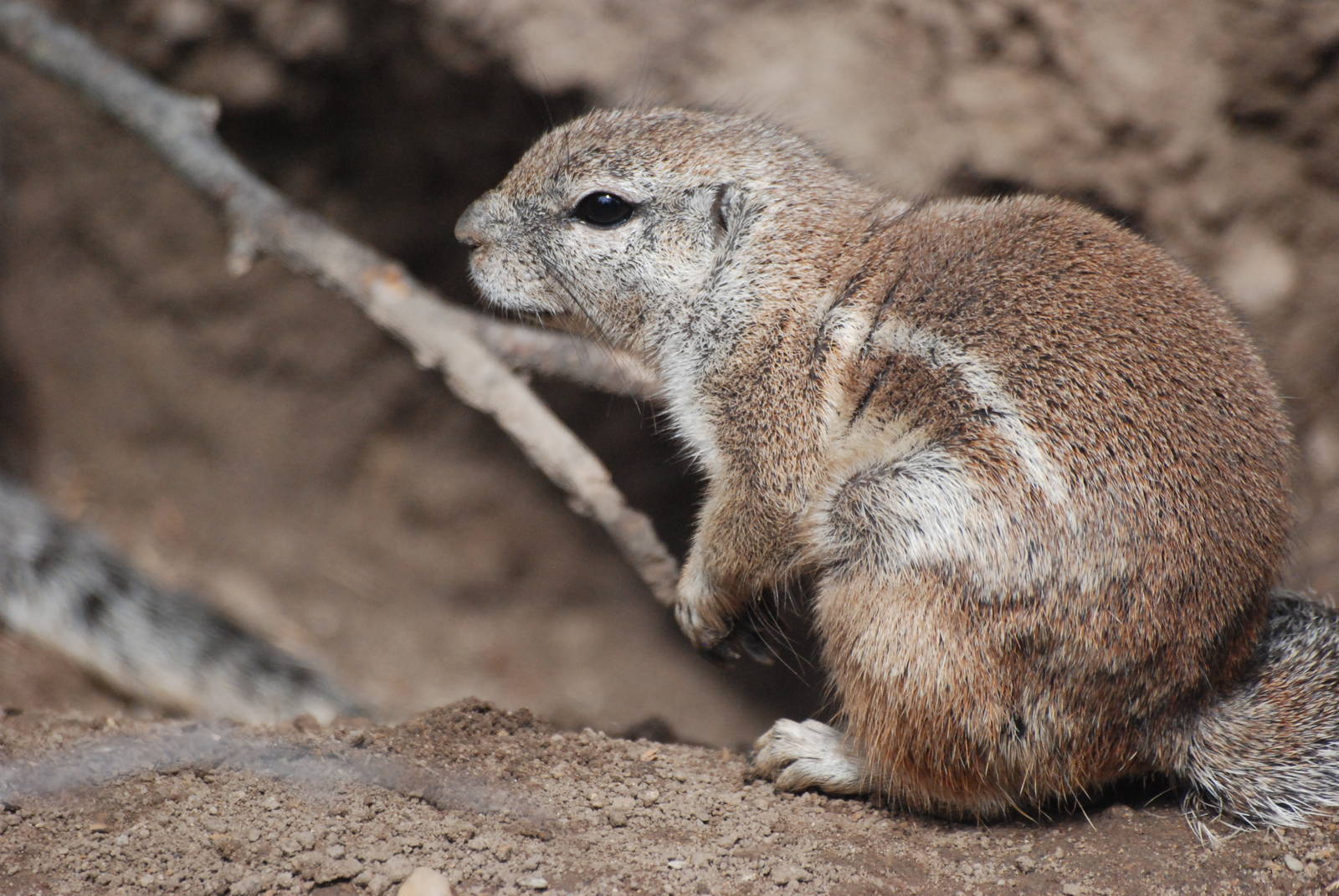 Cape Ground Squirrel at Dvur Kralove, 27/08/12