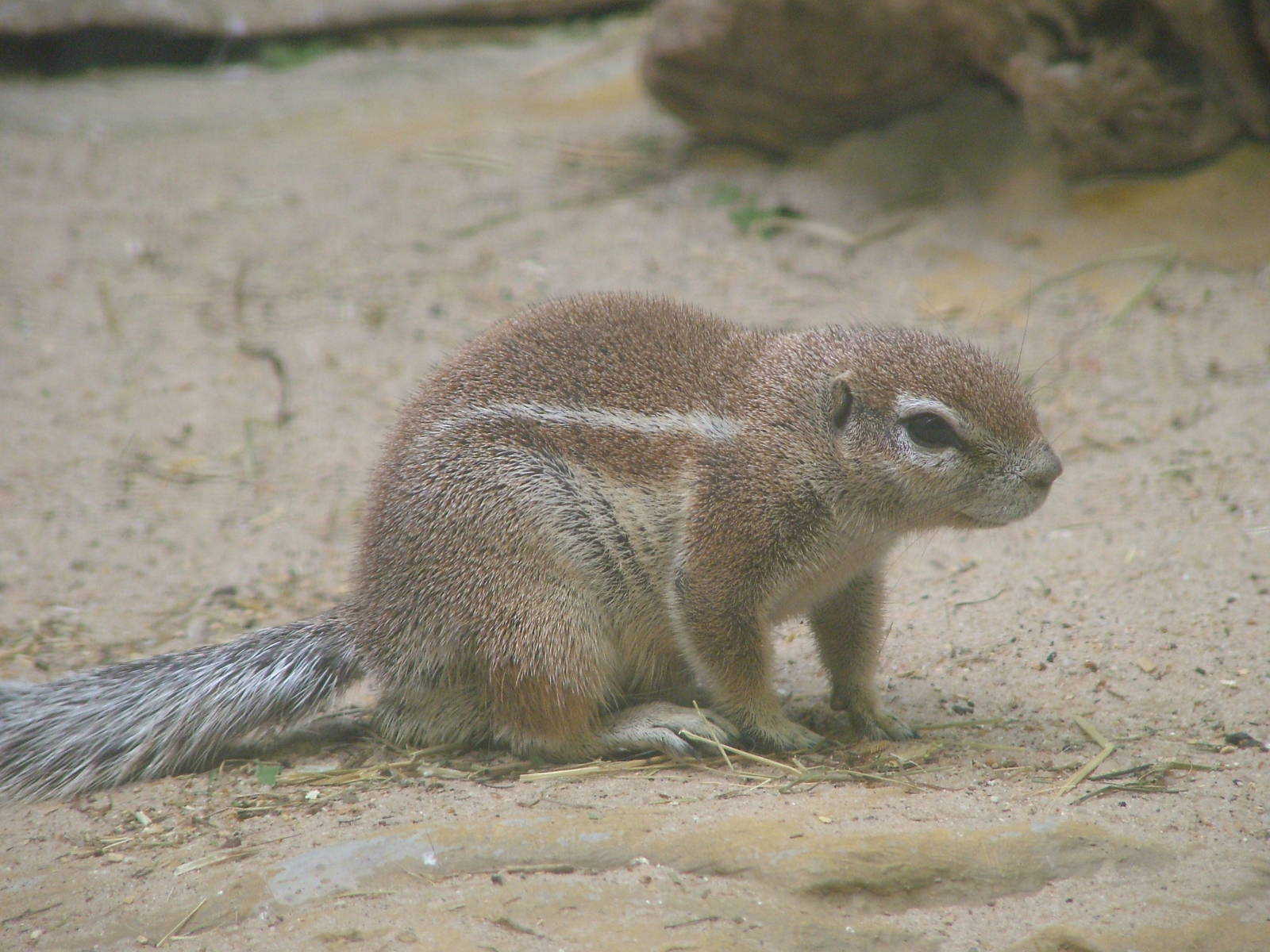 Cape Ground Squirrel at Frankfurt 31/08/10