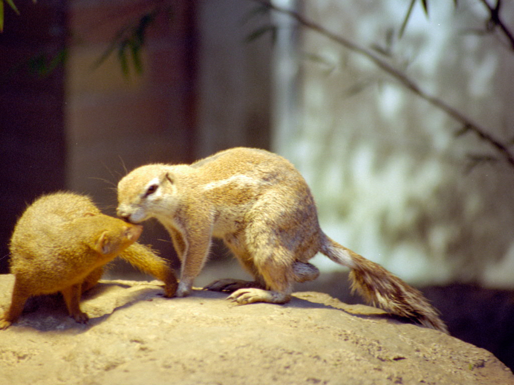 Cape Ground Squirrel at Magdeburg 09/09/2005