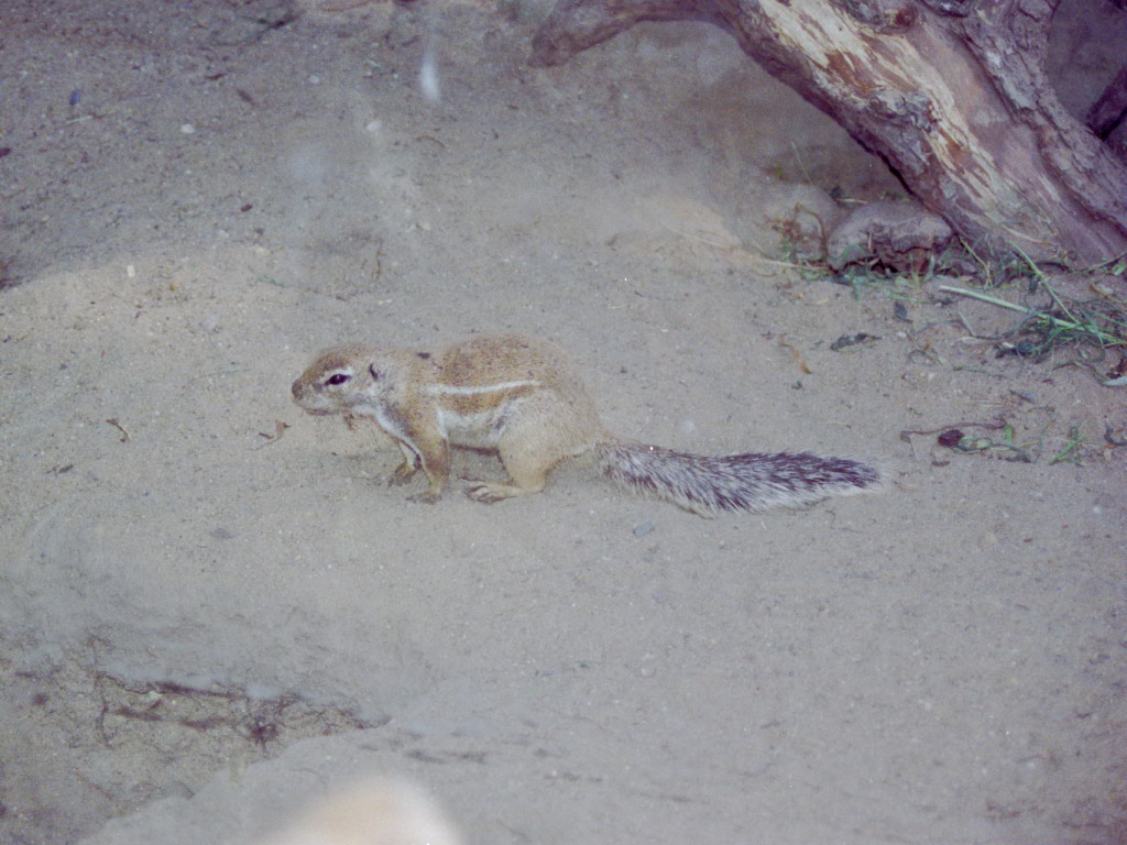 Cape Ground Squirrel at Magdeburg 09/09/2005