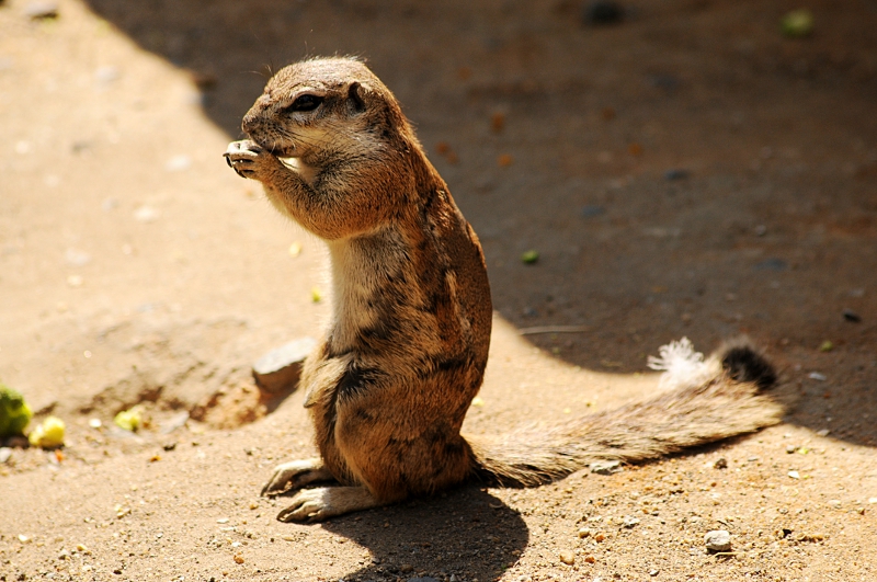 Cape ground squirrel at Praha Zoo