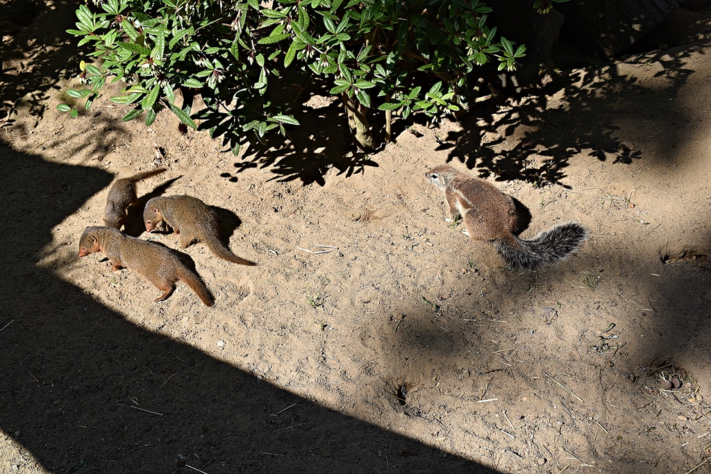 Cape ground squirrel & dwarf mongoose