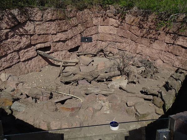 Cape ground squirrel enclosure (04/22)