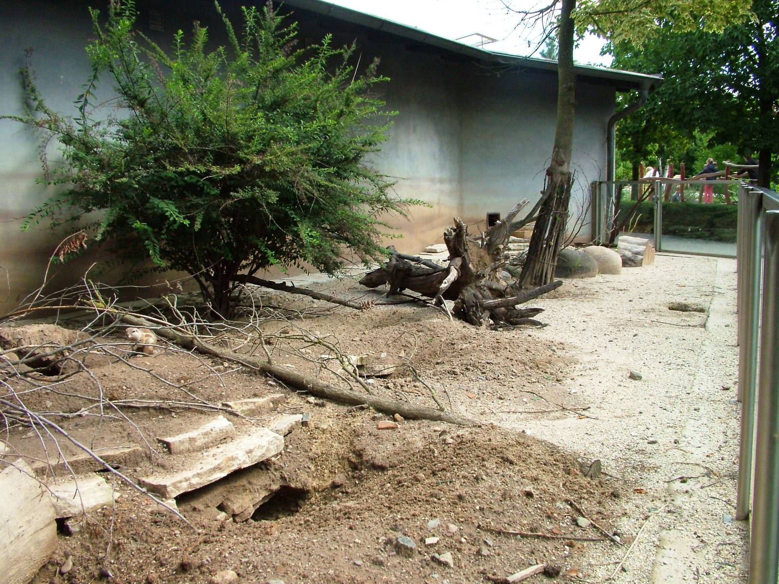 Cape Ground Squirrel Enclosure at Dvur Kralove, 27/08/12