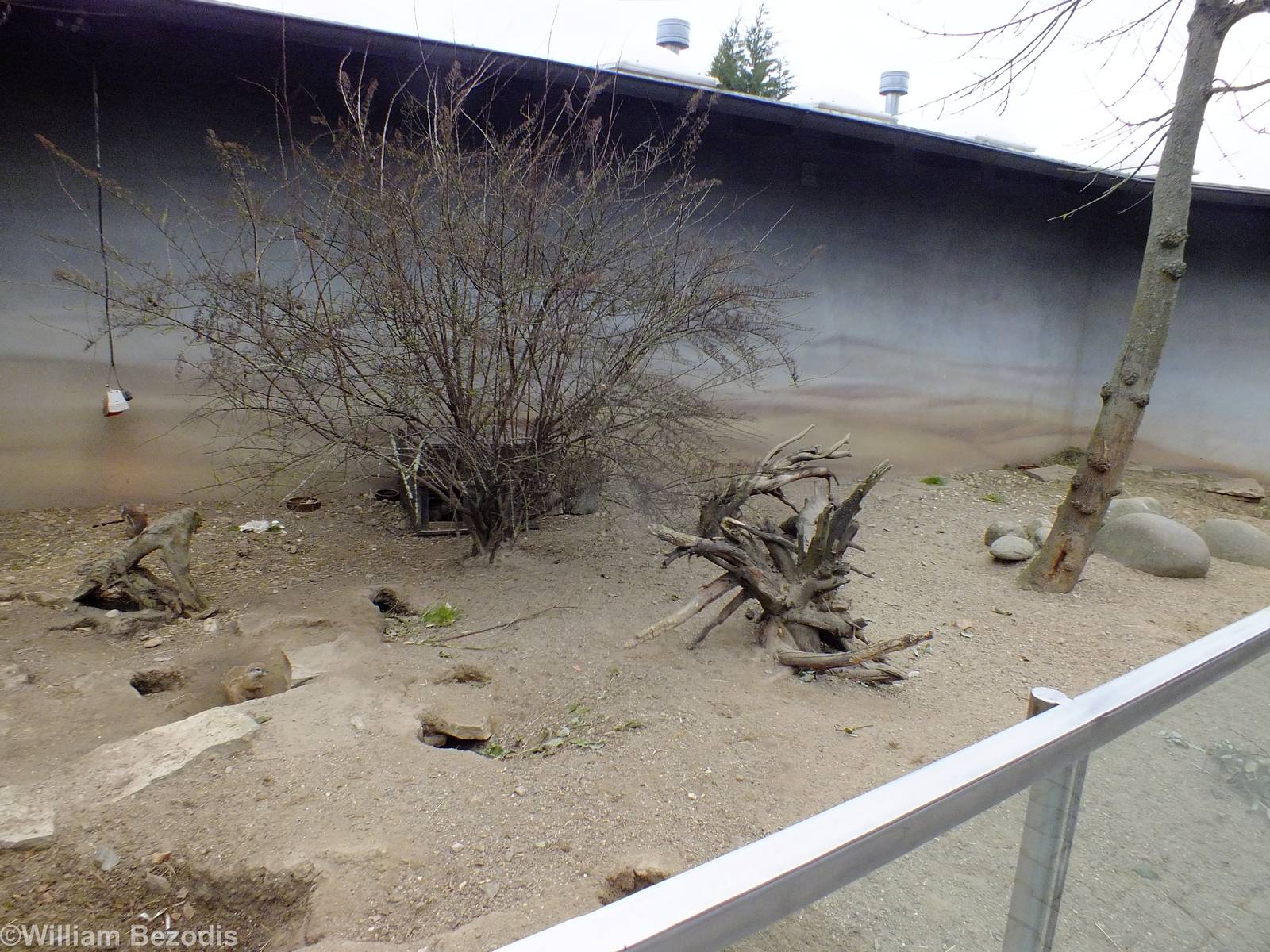 Cape Ground Squirrel Enclosure