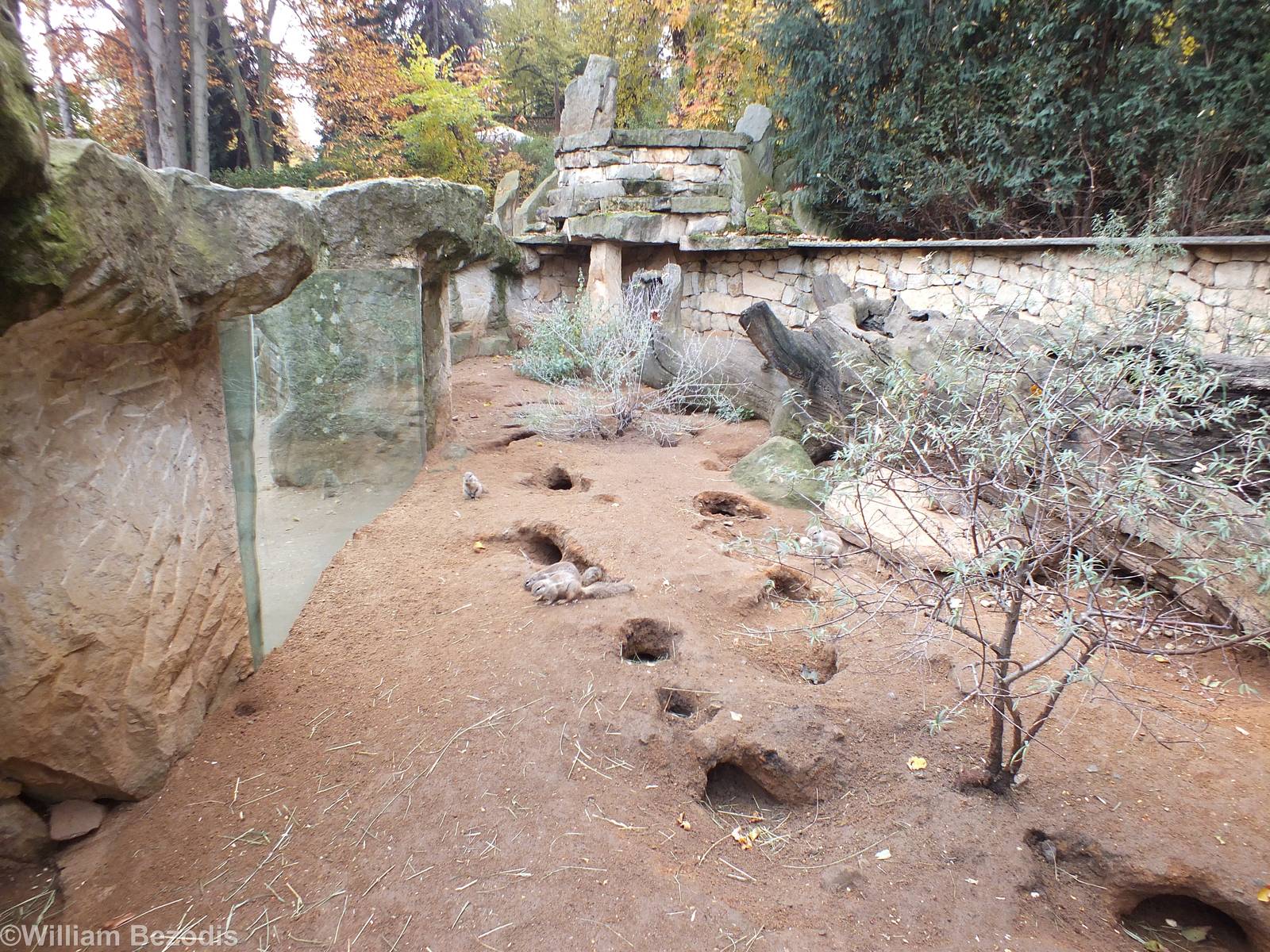 Cape Ground Squirrel Enclosure