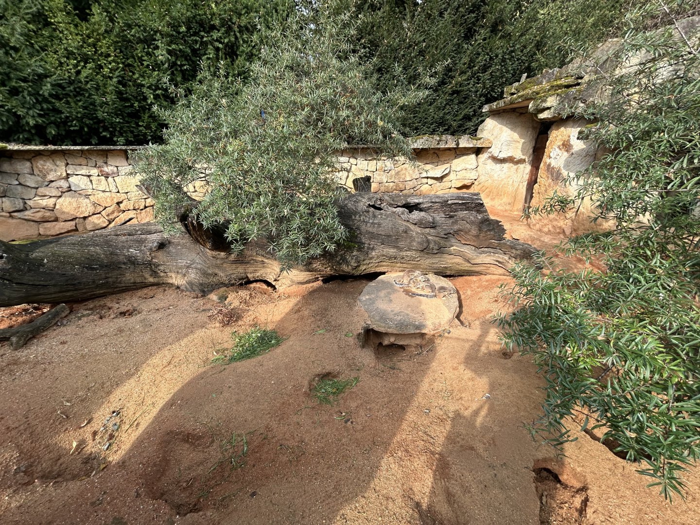 Cape Ground Squirrel Exhibit - Africa Up Close