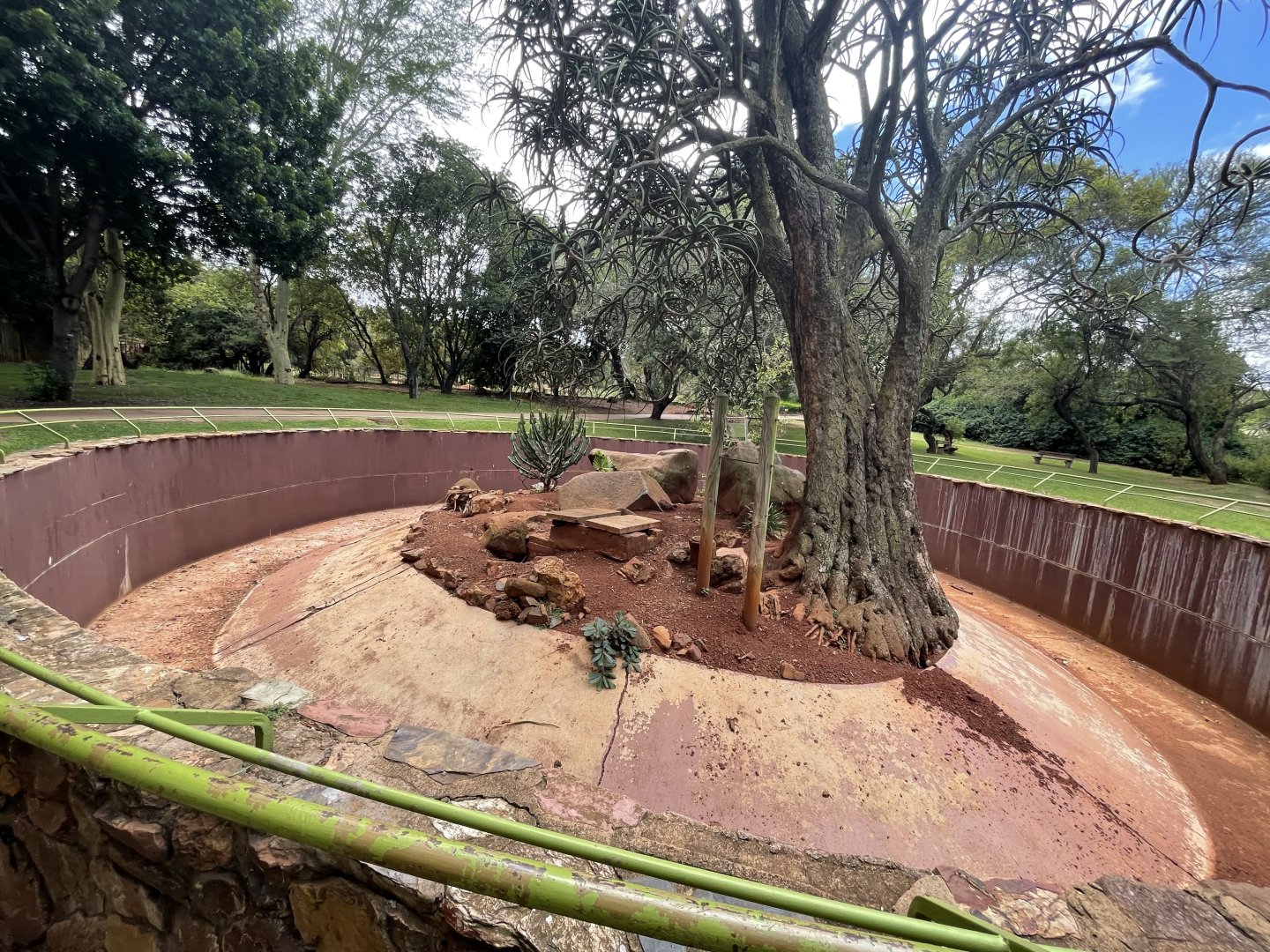 Cape Ground Squirrel Exhibit (Xerus inauris)