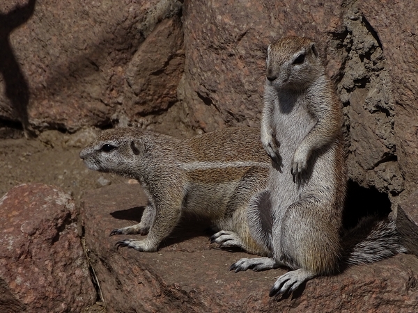 Cape ground squirrel (Geosciurus inauris) (04/22)