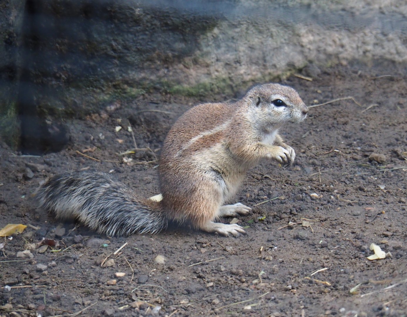 Cape ground squirrel (Geosciurus inauris), Nov 10th, 2018