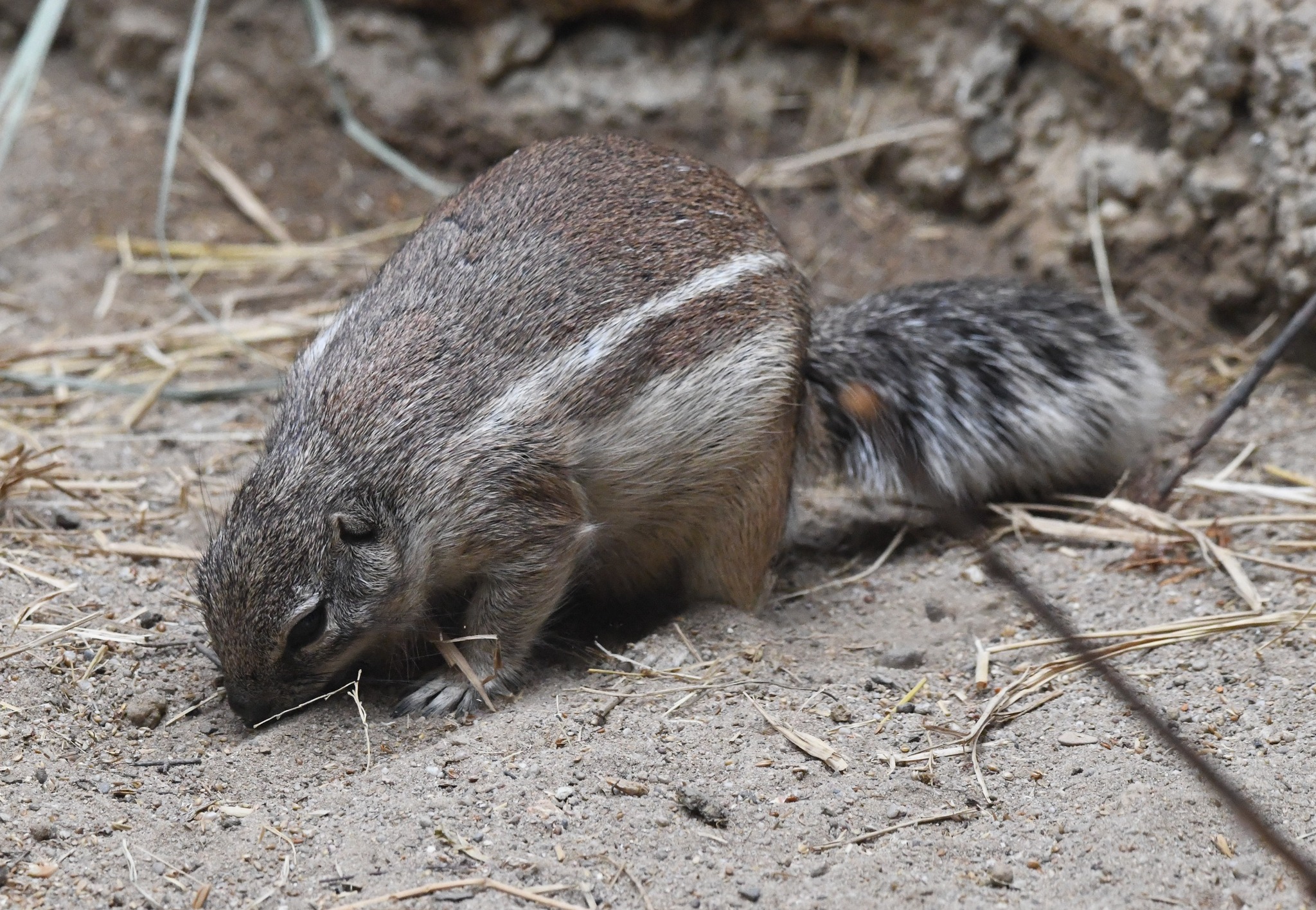 Cape Ground Squirrel - Geosciurus inauris