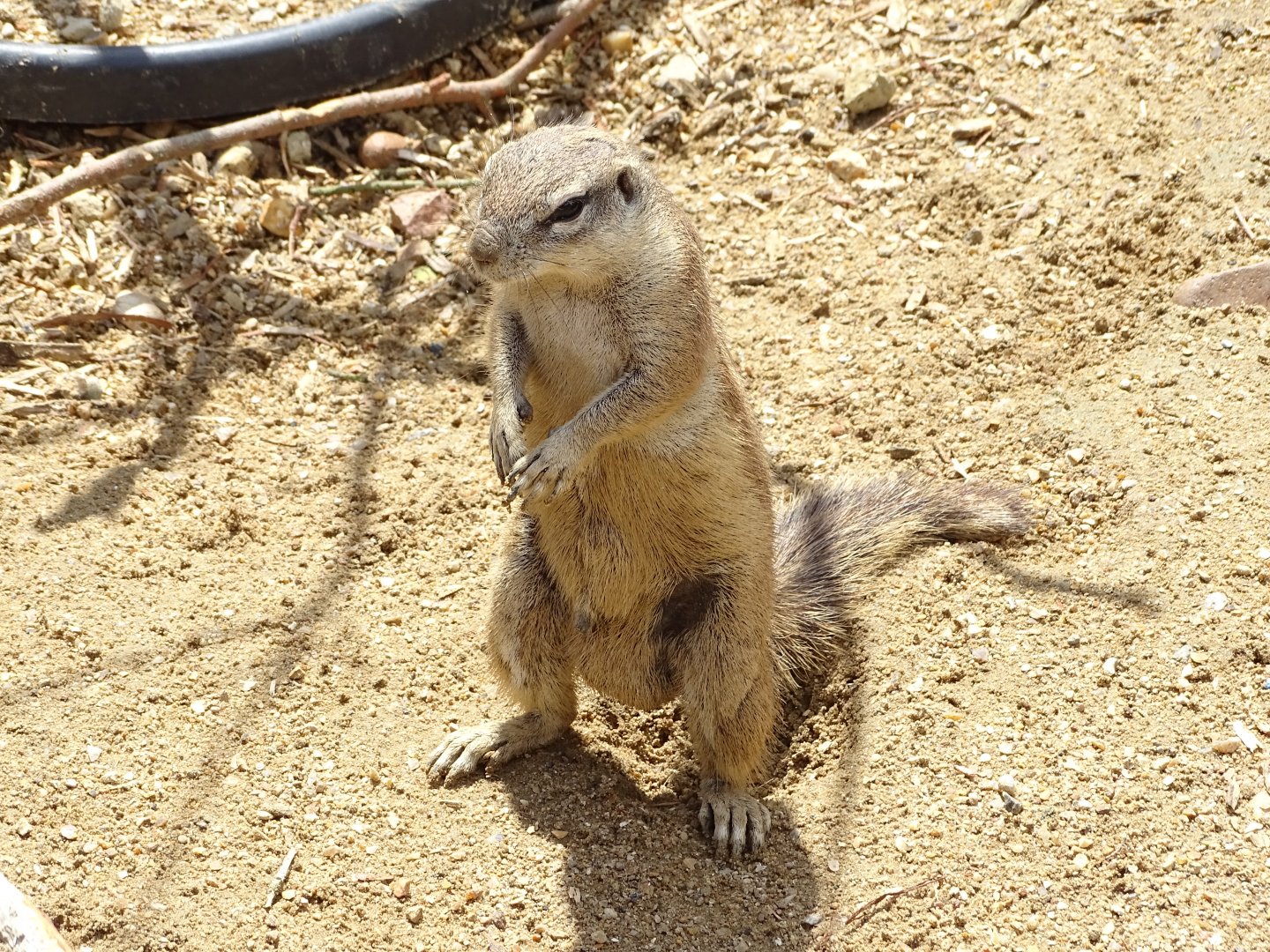 Cape ground squirrel (Geosciurus inauris)