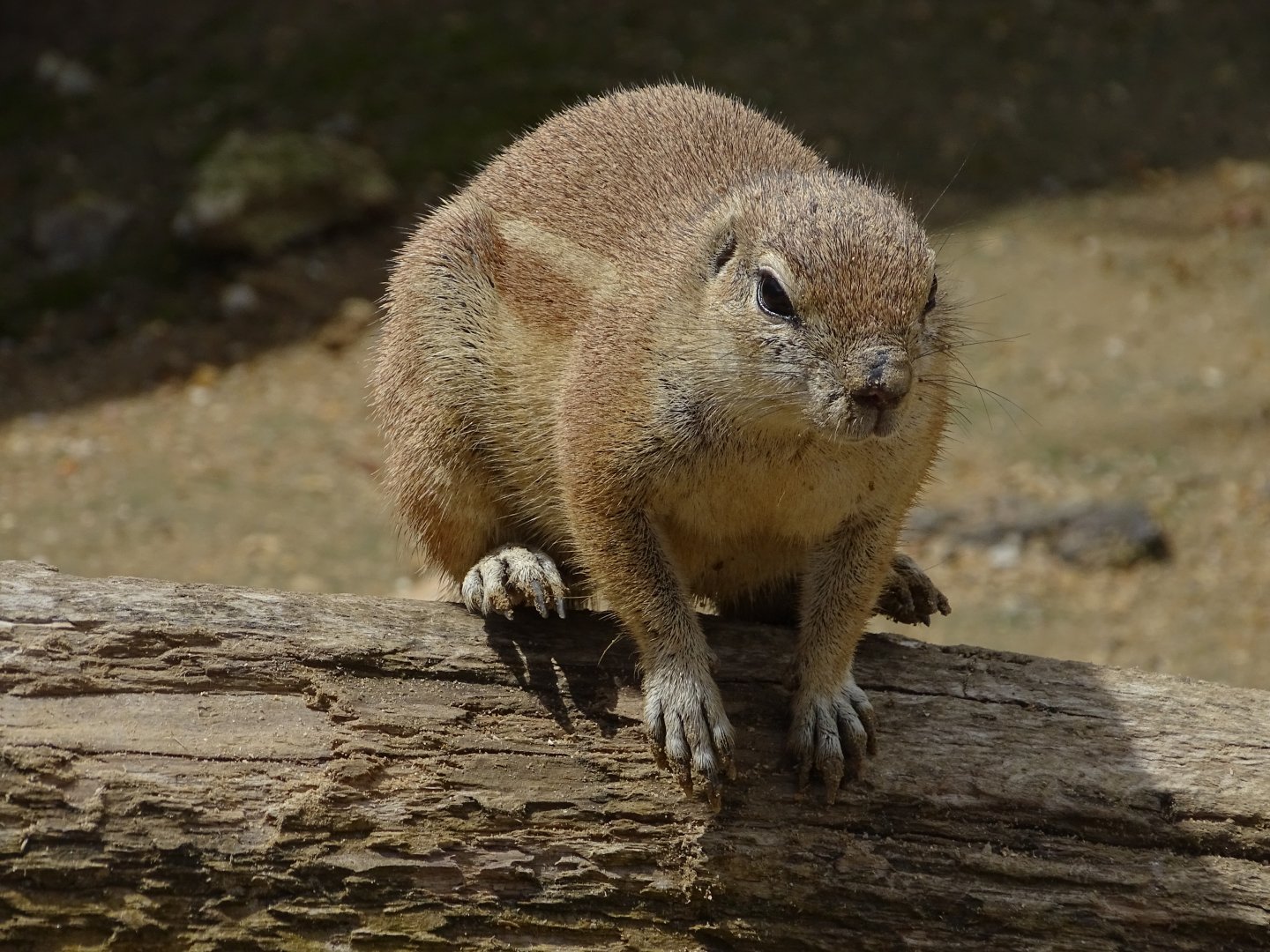 Cape ground squirrel (Geosciurus inauris)