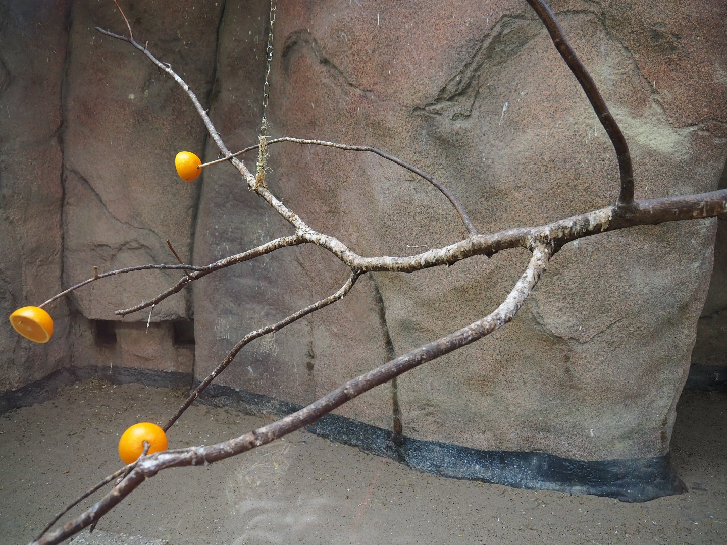 Cape ground squirrel, green turaco and village weaver indoor housing (Nov 10th, 2018)