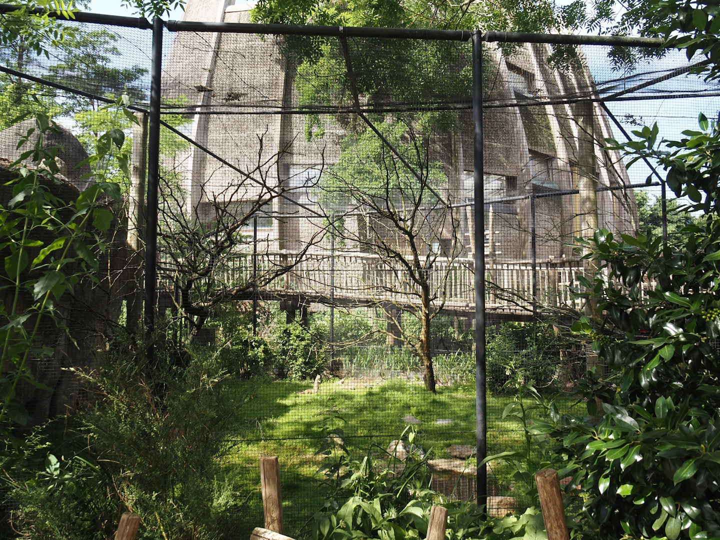 Cape ground squirrel, Guinea turaco and Purple glossy starling exhibit, 2024-06-30