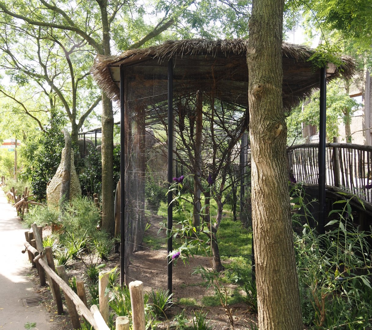 Cape ground squirrel, Guinea turaco and Purple glossy starling exhibit, 2024-06-30