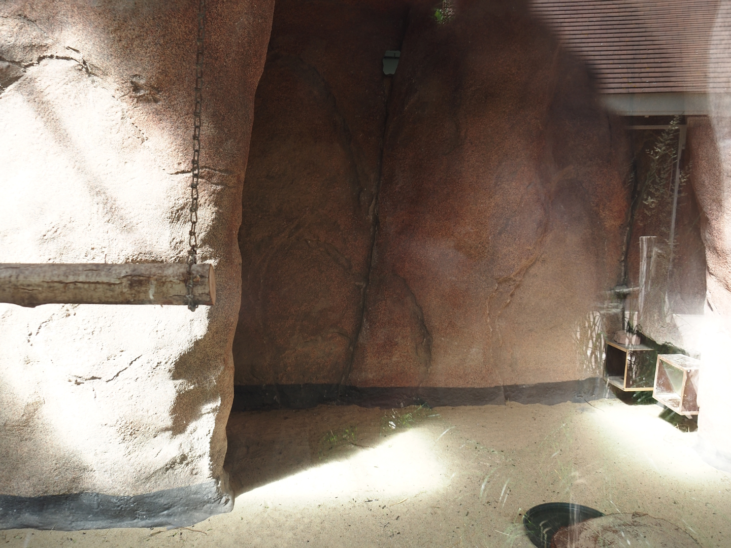 Cape ground squirrel, Guinea turaco and Purple glossy starling indoor housing, 2024-06-30